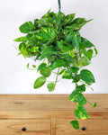 Golden Pothos Rooted Cuttings 3-6 Inches Indoor Outdoor Air-Purifying Houseplants Epipremnum aureum