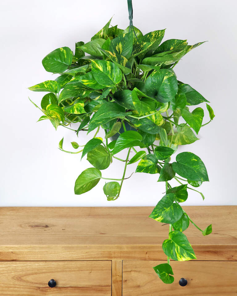 Golden Pothos Rooted Cuttings 3-6 Inches Indoor Outdoor Air-Purifying Houseplants Epipremnum aureum
