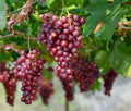 6 Crimson Red Seedless Grape Vine Cuttings – Unrooted Vitis vinifera, Large Sweet Red Table Grapes, Fresh Propagation Vines