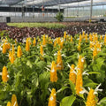 Yellow Shrimp Plants Live - 2 Bareroot Pachystachys lutea, Golden Candle, Tropical Flowering Plants, 5-7" Tall