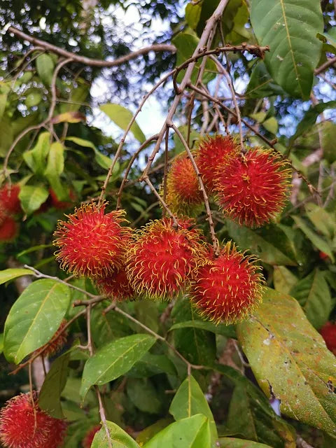 Rambutan Tree Cuttings 5–6" for Grafting Nephelium lappaceum Tropical Hairy Fruit Tree Starter