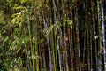 Black Bamboo Plant – Phyllostachys nigra Live Multi-Cane Starter, Ornamental, Fast Growing, Cold Hardy, Non-Invasive