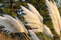 White Pampas Grass Plugs – Cortaderia selloana – Ornamental Grass with White Feathery Plumes – Drought Tolerant Landscaping Plant