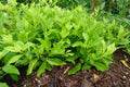 Rooted Longevity Spinach Plant – Gynura Procumbens – Edible Superfood Herb for Garden or Container Cultivation