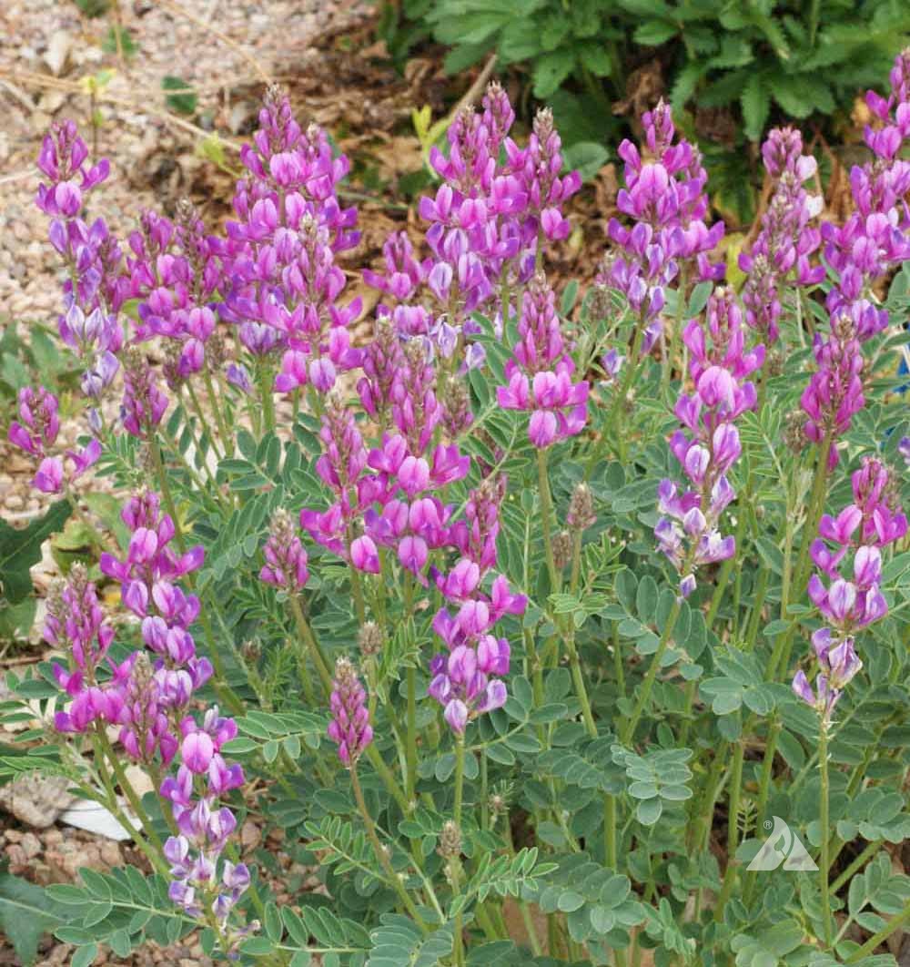 Hedysarum boreale Seeds – Utah Sweetvetch Wildflower, 25 Non-GMO Perennial Seeds, Native Pollinator Legume