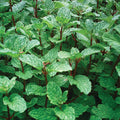 Rooted Mojito Mint Plants, Organic Mentha villosa, Cuban Mint for Cocktails & Tea, Heirloom Herb, Non-GMO, Easy to Grow