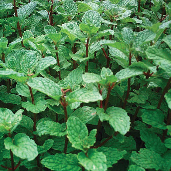 Rooted Mojito Mint Plants, Organic Mentha villosa, Cuban Mint for Cocktails & Tea, Heirloom Herb, Non-GMO, Easy to Grow