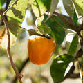 Hachiya Persimmon Cutting (Diospyros kaki) – 6–8” Unrooted Cutting for Rooting & Grafting