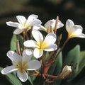 White Hawaiian Plumeria Cutting 9-12" Fragrant Tropical Flower | Plumeria alba Starter Plant