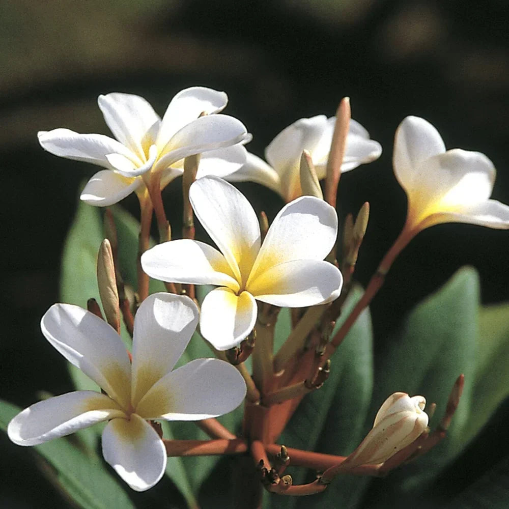 White Hawaiian Plumeria Cutting 9-12" Fragrant Tropical Flower | Plumeria alba Starter Plant