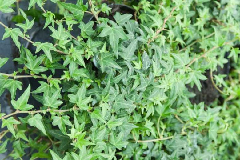 Live Needlepoint Ivy Plant in 1 Pint Pot – Hedera helix, Evergreen Climber & Ground Cover, Shade Tolerant, Easy Care