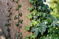 English Ivy Rooted Plants – Hedera helix Live Vines for Groundcover, Fence, Patio, Wall Cover, Evergreen, Fast Growing Groundcover