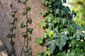 Rooted English Ivy Plants 6–12" Hedera helix Live Vines for Ground Cover, Indoor & Outdoor Climbing