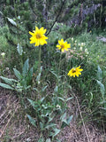 Helianthella quinquenervis Seeds – Aspen Sunflower, 25 Non-GMO Perennial Wildflower Seeds