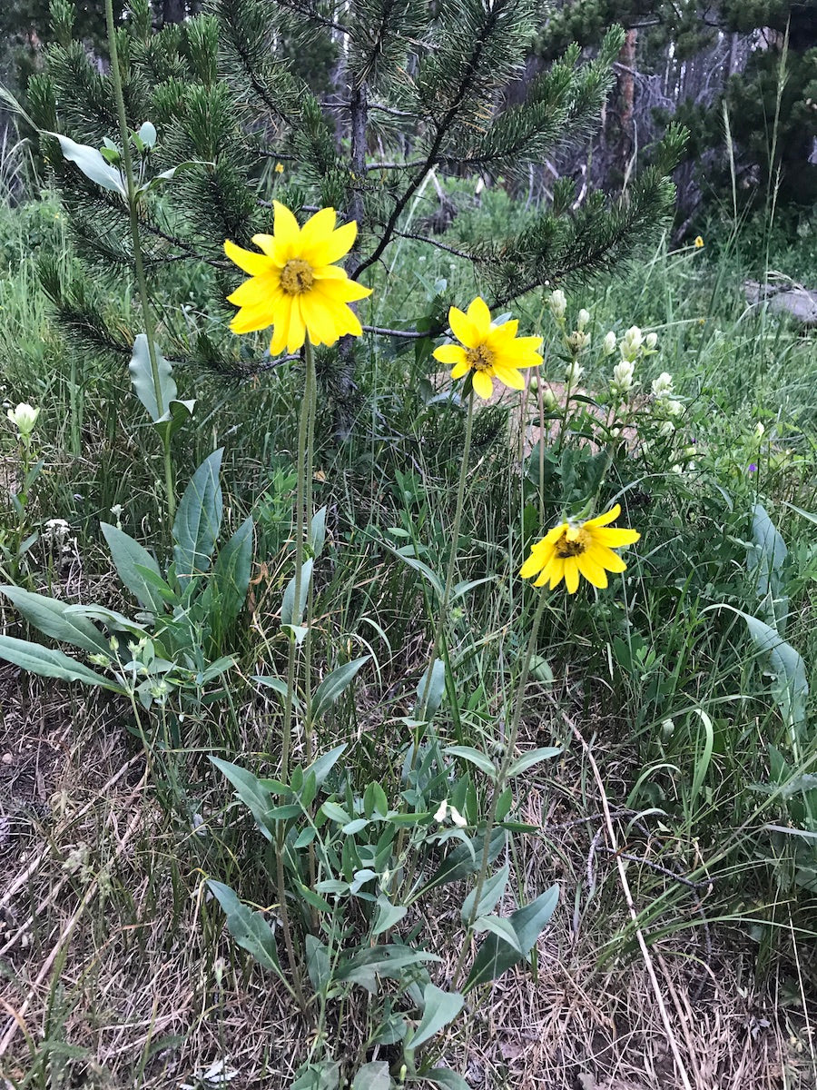 Helianthella quinquenervis Seeds – Aspen Sunflower, 25 Non-GMO Perennial Wildflower Seeds
