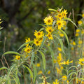 Helianthus maximiliani Seeds – Maximilian Sunflower Native Perennial Prairie Wildflower (50 Seeds)