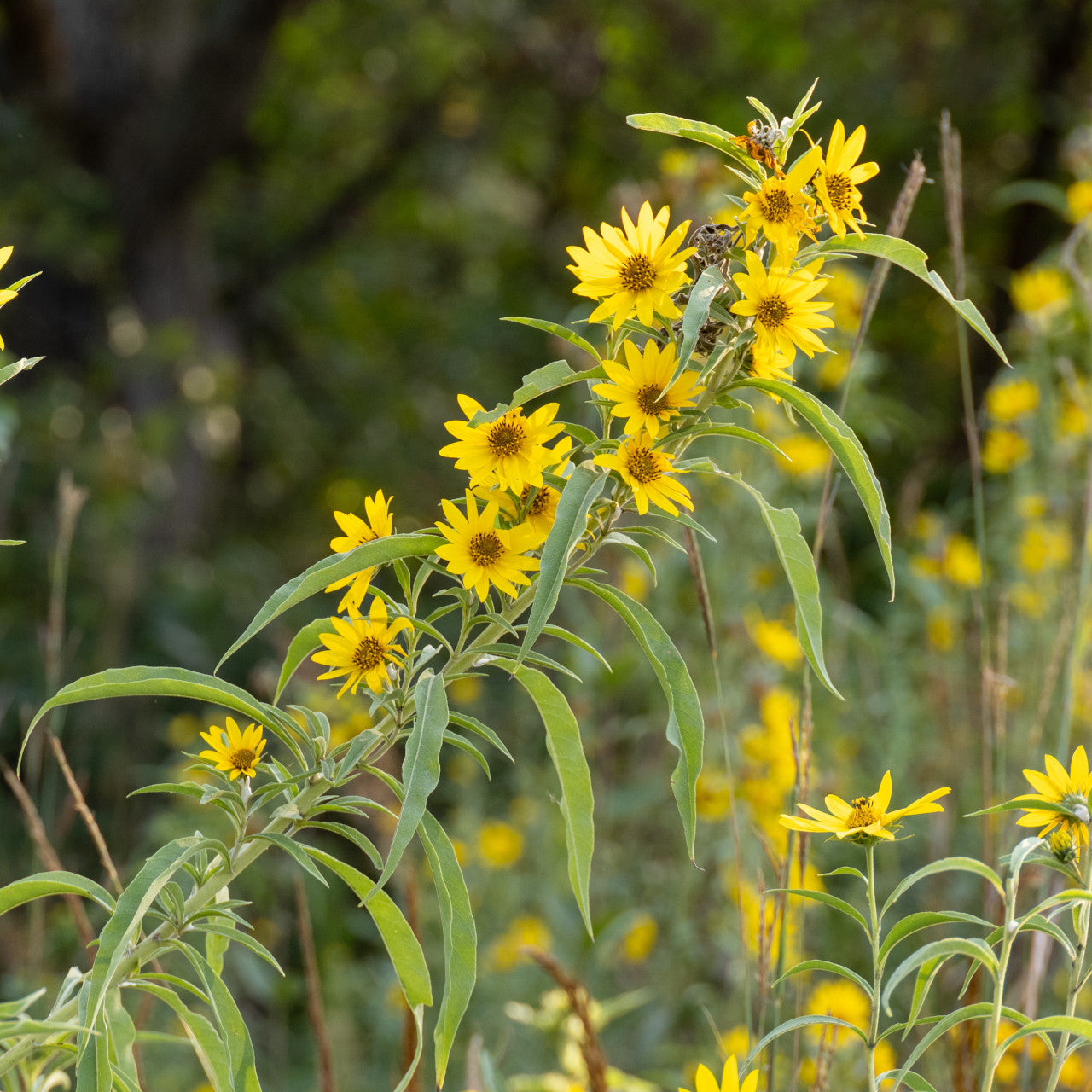 Helianthus maximiliani Seeds – Maximilian Sunflower Native Perennial Prairie Wildflower (50 Seeds)