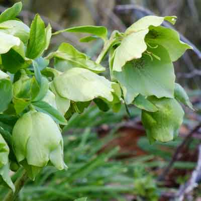 Snow Love Winter Magic Hellebore Bare Root Plant – Helleborus orientalis Lenten Rose, Shade Perennial, Cold Hardy Flower