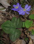 5 Bare-Root Hepatica Plants Anemone hepatica Woodland Wildflower Shade Garden Perennial