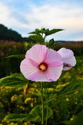 30 Hibiscus moscheutos Seeds | Swamp Rose Mallow Wildflower | Native Perennial for Wetlands & Gardens
