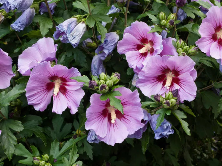 10 Hibiscus Syriacus Unrooted Cuttings - Hardy Rose of Sharon Perennial Shrubs Assorted Colors
