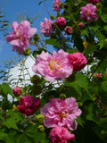 Hibiscus mutabilis Cuttings – 4 Unrooted Cotton Rose Starts with Color-Changing White to Pink Blooms for Garden