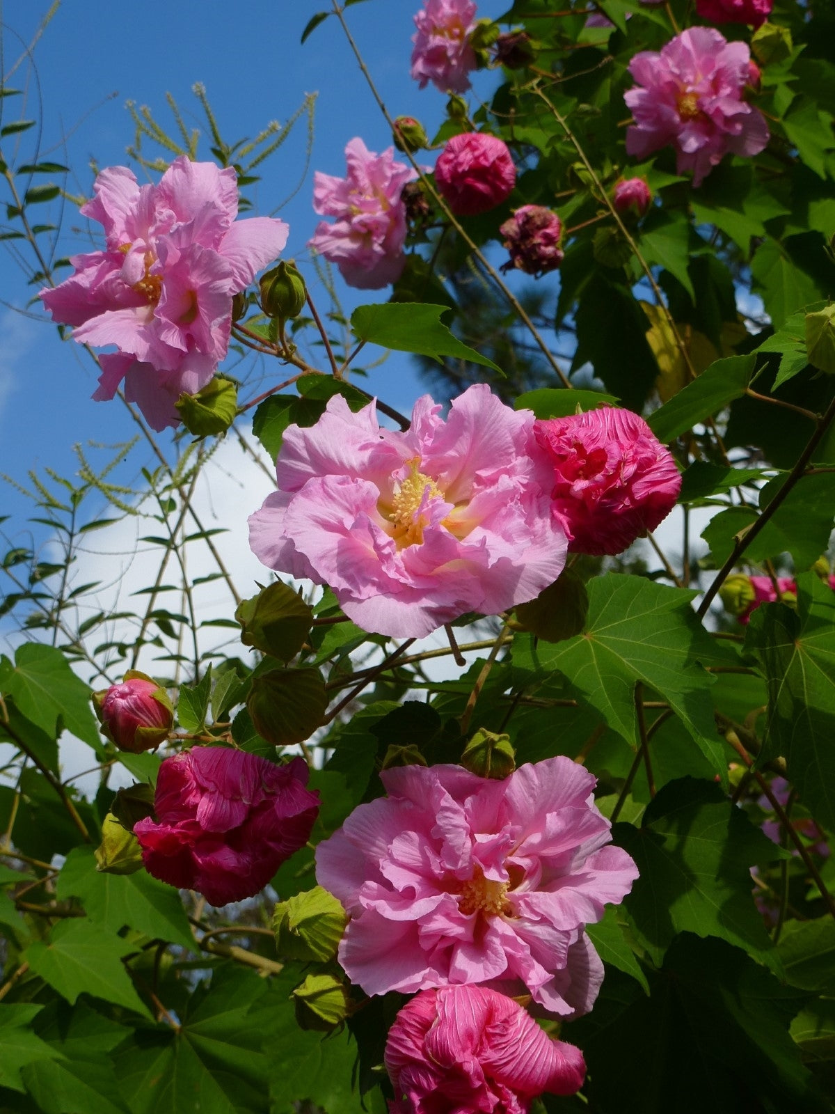 Hibiscus mutabilis Cuttings – 4 Unrooted Cotton Rose Starts with Color-Changing White to Pink Blooms for Garden