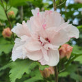Live Double Rose of Sharon Hibiscus syriacus Pink Flowering Bare Root Shrub, Hardy Perennial, Fast Growing