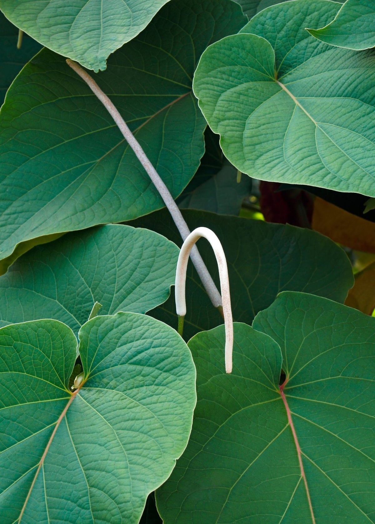 Hoja Santa (Piper auritum)