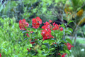 Red Mandarin Hat Live Starter Plant – Rare Red Flowering Vine, Ornamental Climber, Tropical Garden, Fences & Containers