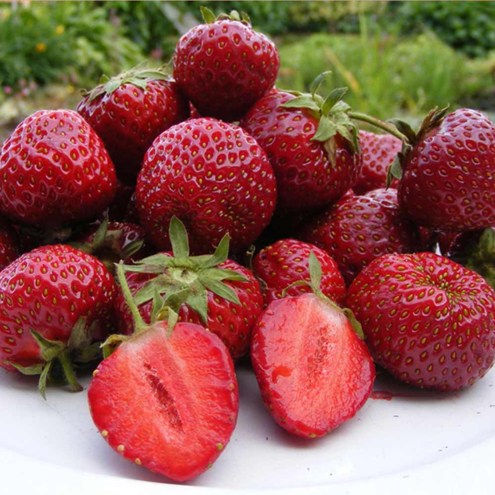 Honeoye Strawberry Plants (25 Bare Root) – Early-Season June-Bearing, Cold Hardy, High Yield