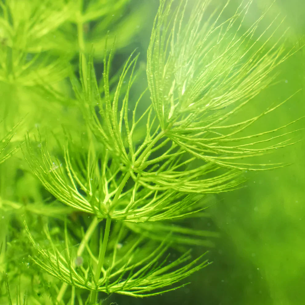 Hornwort Live Aquarium & Pond Plant | Ceratophyllum demersum | Floating & Rootless Freshwater Plant
