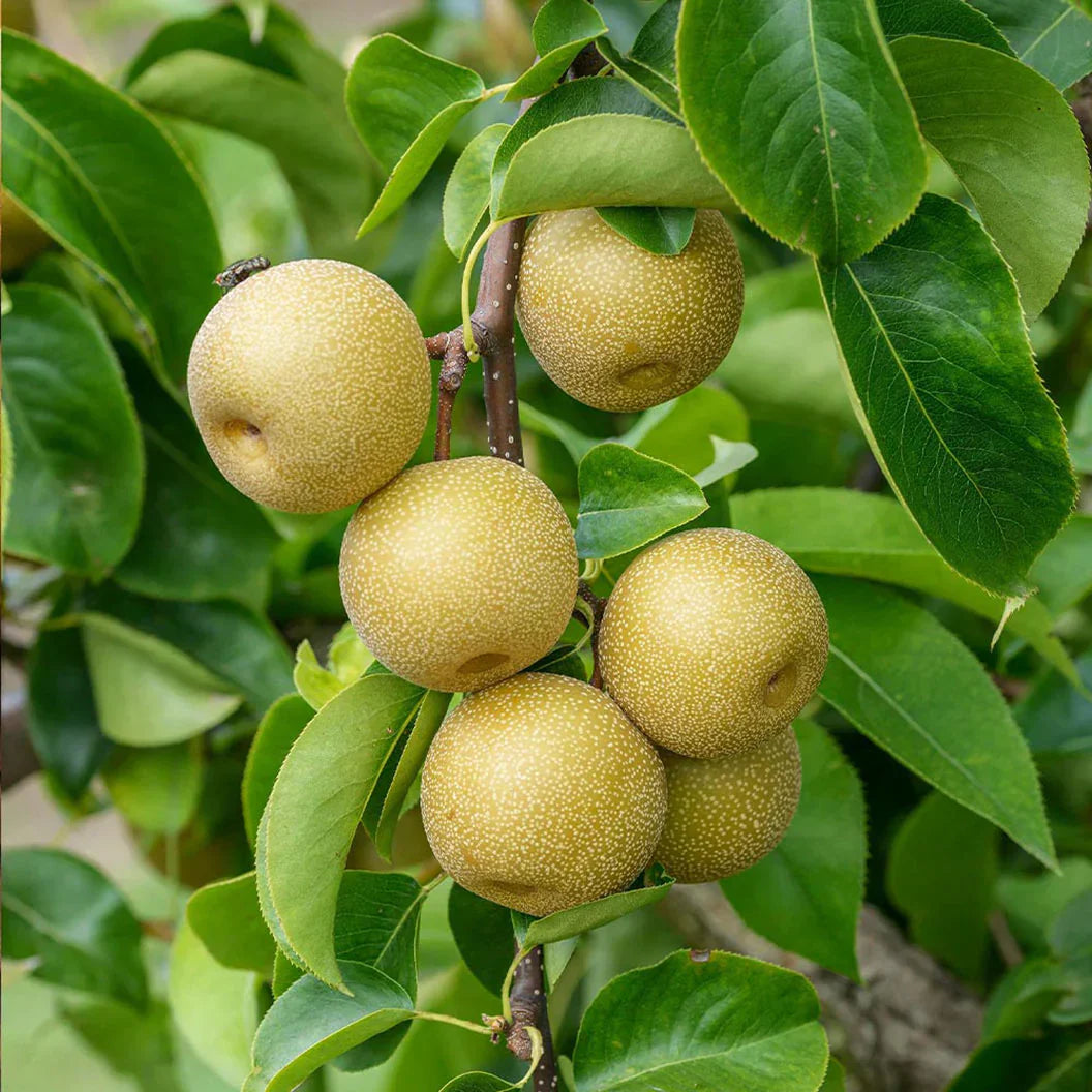 10 Asian Round Pear Tree Cuttings (Unrooted) – Pyrus pyrifolia Scion Wood for Rooting & Grafting