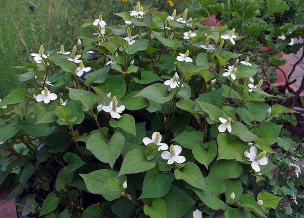 Lot of 10 Chameleon Plants Houttuynia Cordata Fish Mint Groundcover Asian Herb Medicinal Plant