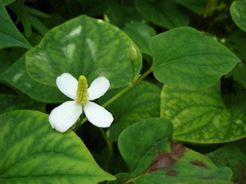 Bare Root Houttuynia Cordata Fish Mint Herb Plant for Culinary, Medicinal & Groundcover Use