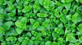 Hydroponic Peppermint Rooted Cuttings - Mentha × piperita Live Herb Plants for Tea, Cooking, Aromatherapy