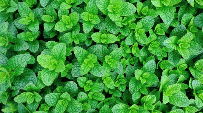 Hydroponic Peppermint Rooted Cuttings - Mentha × piperita Live Herb Plants for Tea, Cooking, Aromatherapy