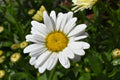Live Mature Shasta Daisy Plant – Leucanthemum superbum, Full-Size Blooming Perennial, Hardy Flowering Garden Plant