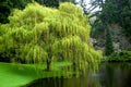 10 Weeping Willow Tree Cuttings – Unrooted Fresh Propagation Starts Salix babylonica for Landscaping & Shade