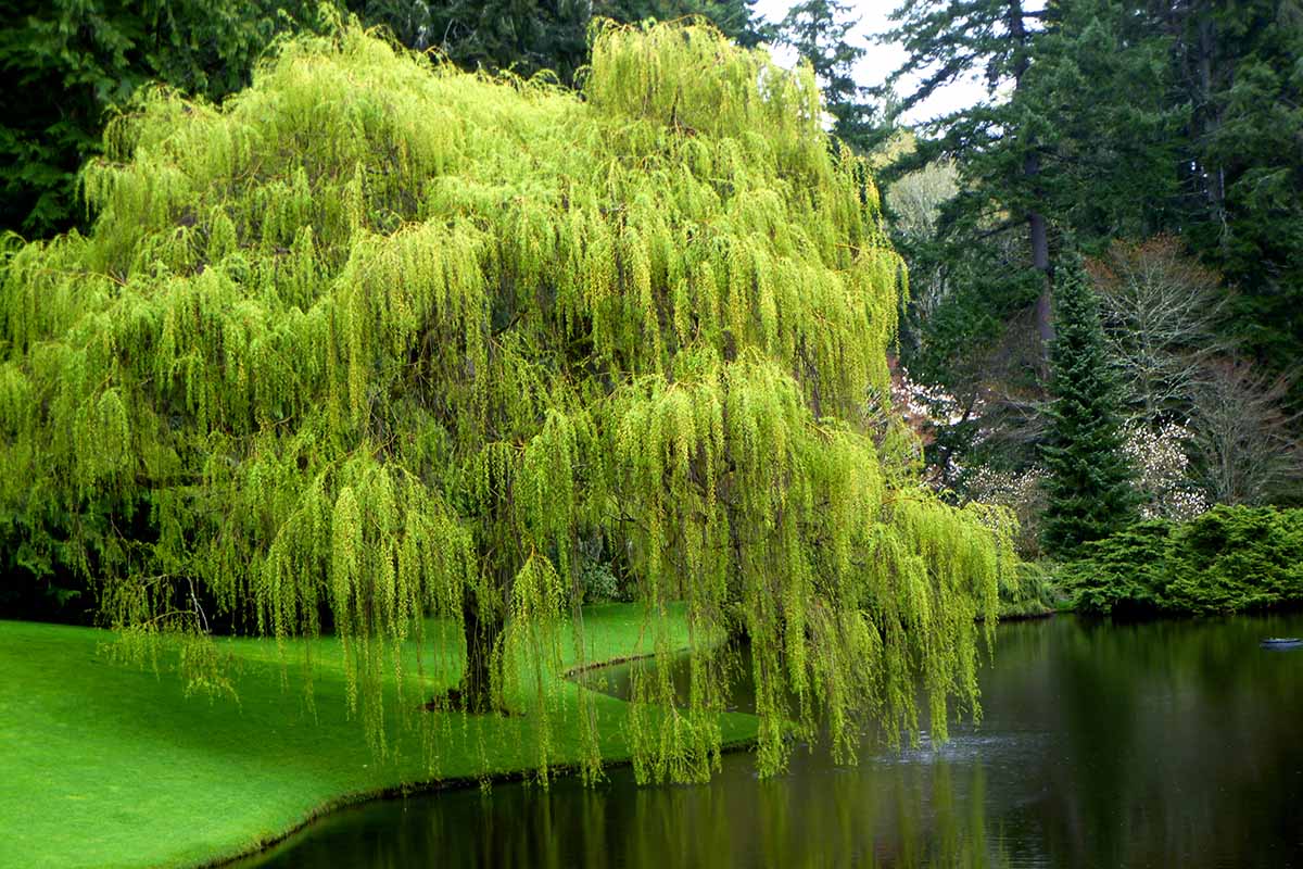 10 Weeping Willow Tree Cuttings – Unrooted Fresh Propagation Starts Salix babylonica for Landscaping & Shade