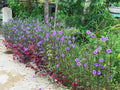 6 Mexican Petunia Rhizome Cuttings | Ruellia simplex Live Purple Flowering Root Starts for Garden Borders & Containers