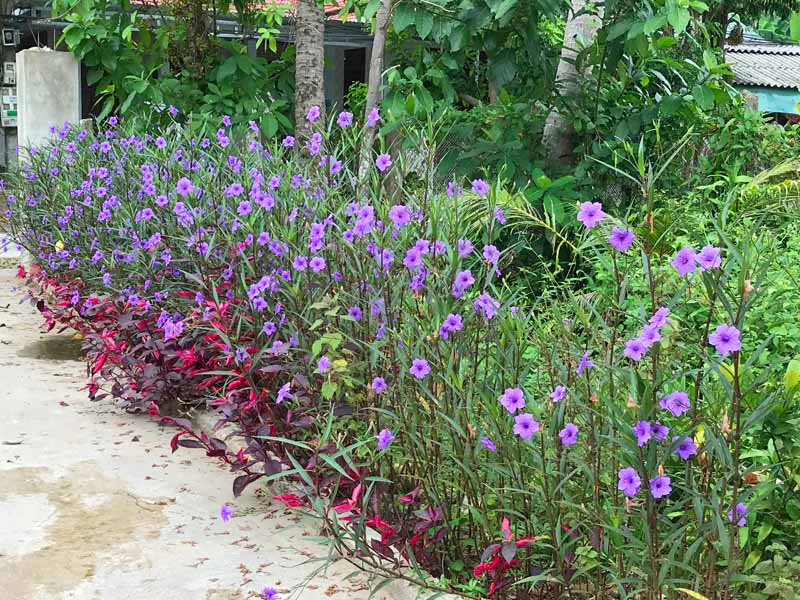 6 Mexican Petunia Rhizome Cuttings | Ruellia simplex Live Purple Flowering Root Starts for Garden Borders & Containers