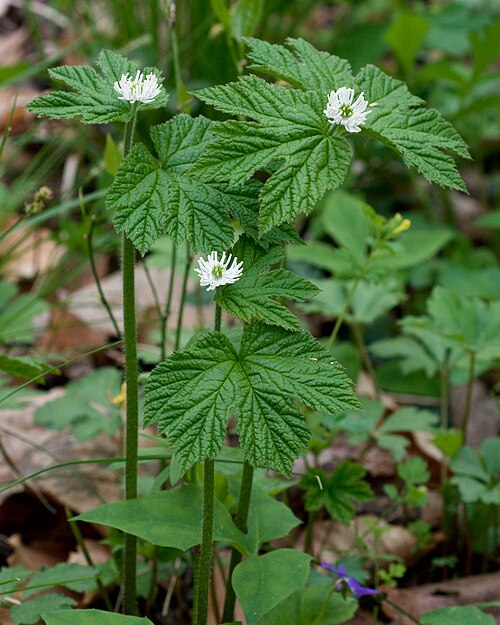 Goldenseal Roots – Bare Live Medicinal Herb Plants Hydrastis canadensis Native Shade Perennial