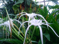 White Spider Lily Bulbs (Hymenocallis) Bare Root, Fragrant Summer Flowers, Peruvian Daffodil, Hardy Perennial, Exotic Garden Plant