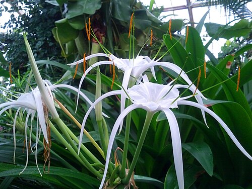 White Spider Lily Bulbs (Hymenocallis) Bare Root, Fragrant Summer Flowers, Peruvian Daffodil, Hardy Perennial, Exotic Garden Plant