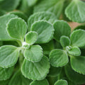 2 Vicks Plant Starter Plants | Plectranthus tomentosa | Aromatic Medicinal Indoor Herb
