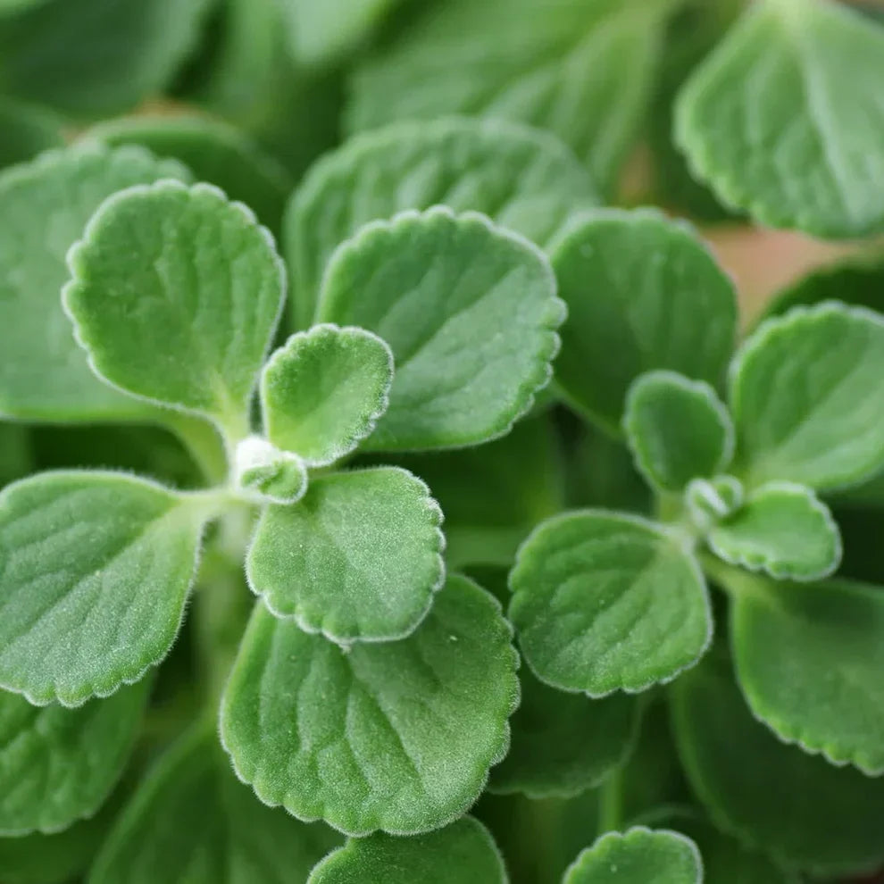 2 Vicks Plant Starter Plants | Plectranthus tomentosa | Aromatic Medicinal Indoor Herb