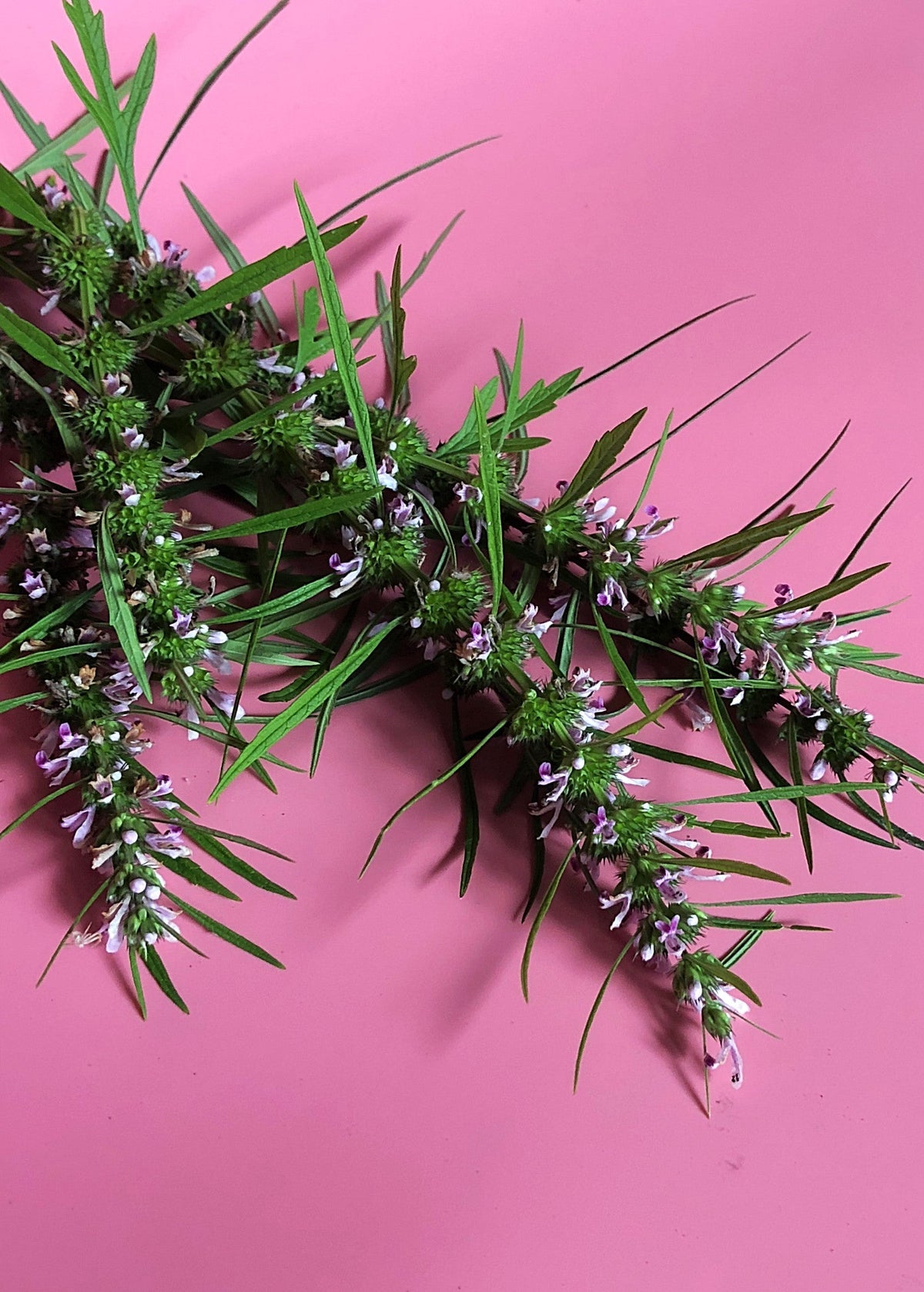 Siberian Motherwort (Leonurus sibiricus)
