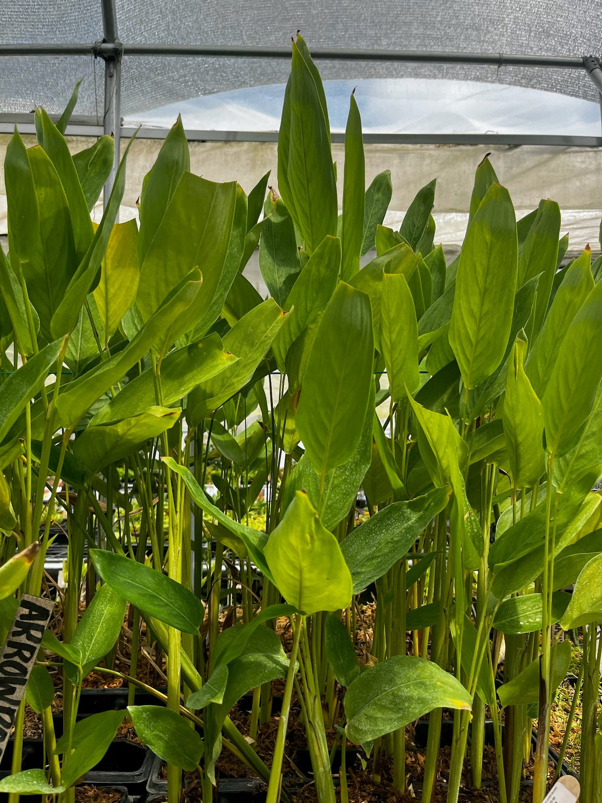 Arrowroot (Maranta arundinacea)