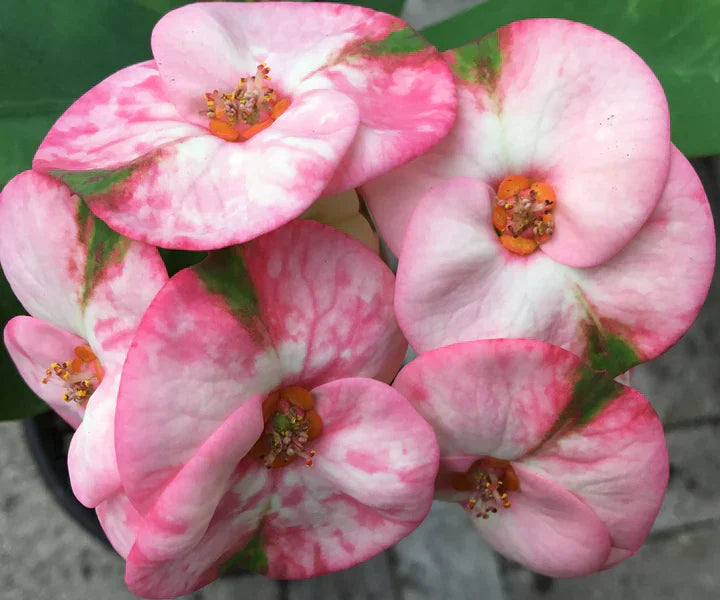 Rainbow Crown of Thorns Cutting | Euphorbia milii Thai Hybrid | Colorful Succulent with Multicolor Blooms | Houseplant Starter